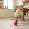 Labrador bawiący się piłką na przysmaki